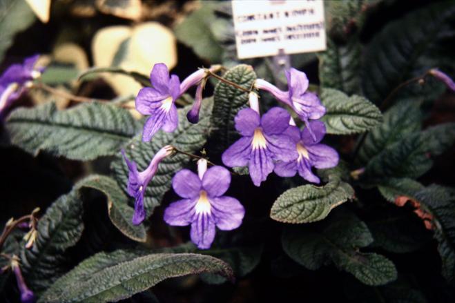 Streptocarpus 'Constant Nymph' 