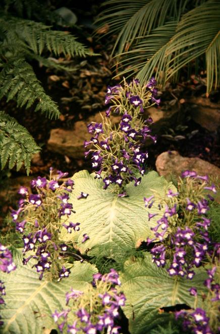 Streptocarpus cooksonii 