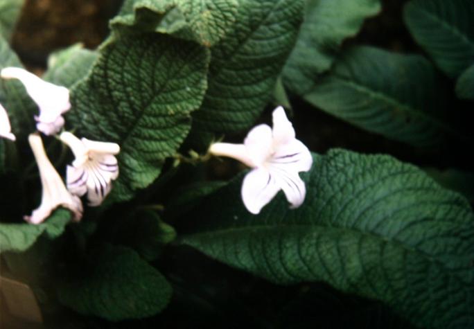 Streptocarpus formosus 