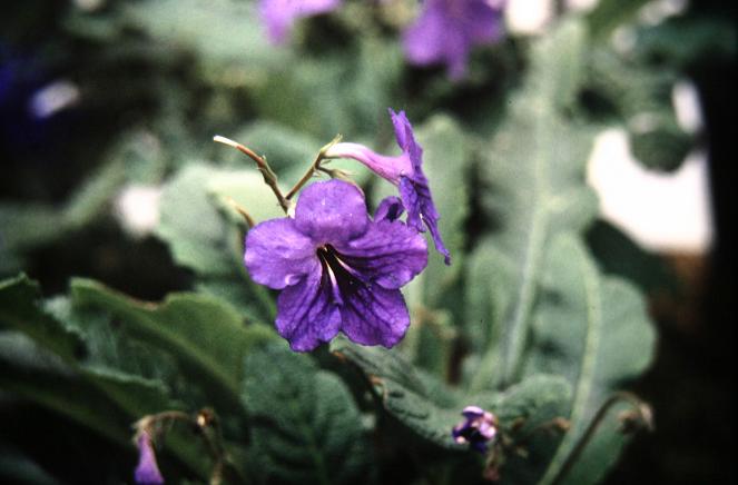 Streptocarpus 'Louise' 