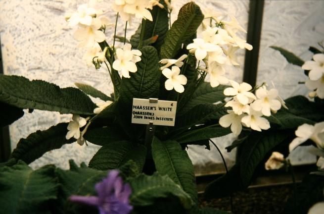 Streptocarpus 'Maasens White' 