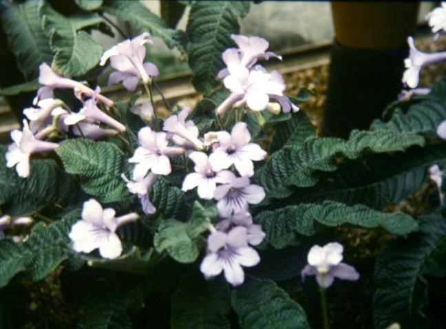 Streptocarpus 'Ofah' 