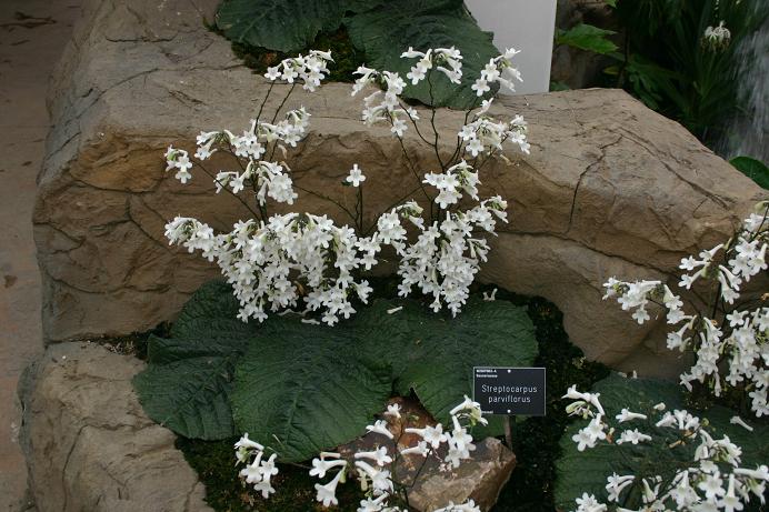 Streptocarpus parviflorus 