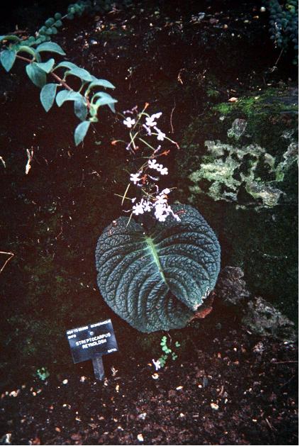 Streptocarpus reynoldsii 