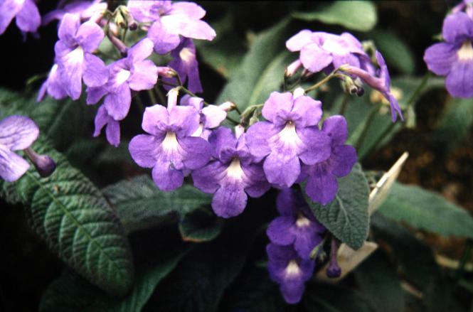 Streptocarpus 'St Helen' 