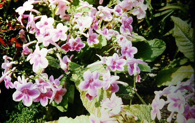 Streptocarpus 'Tina' 