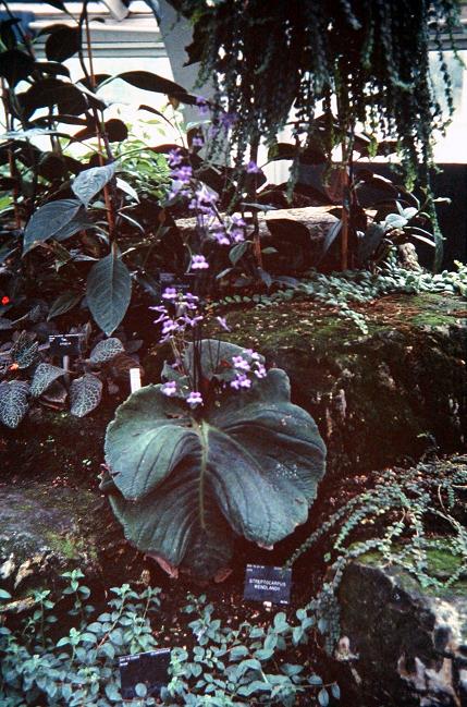 Streptocarpus wendelandii 