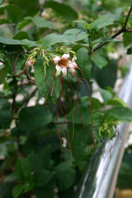 Strophanthus preussii 