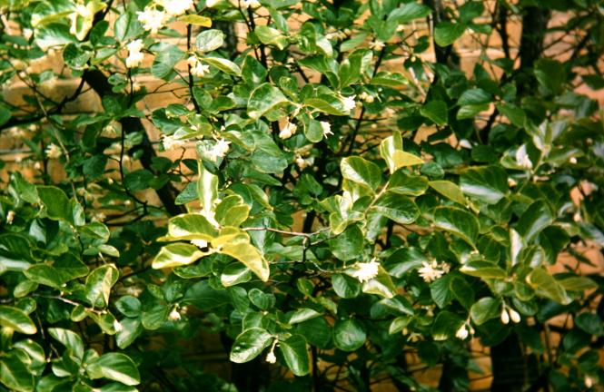 Styrax officinalis 