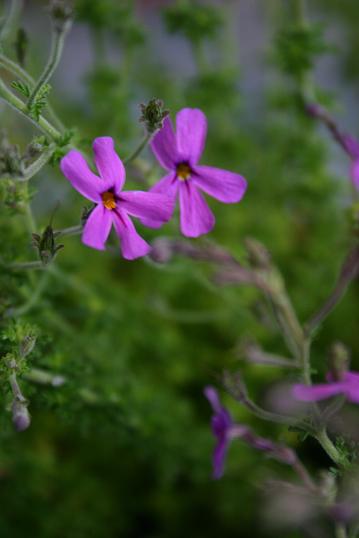 Sutera microphylla 