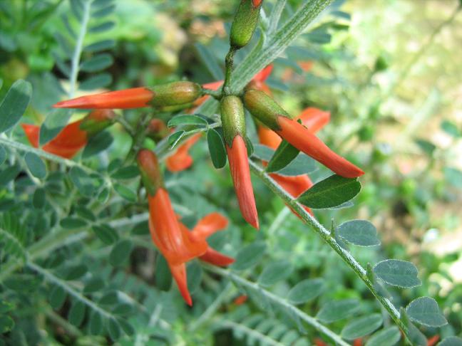 Sutherlandia frutescens 