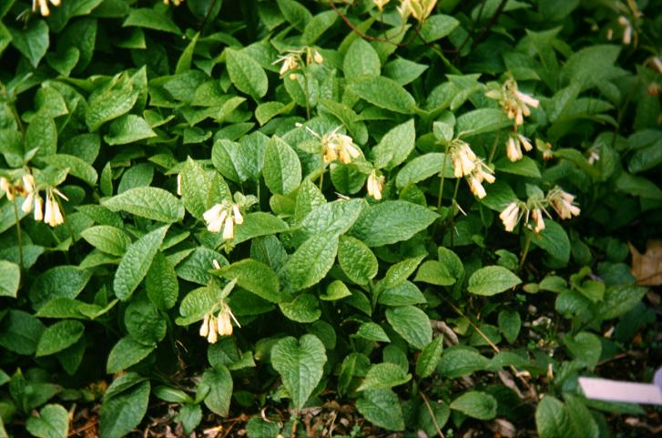 Symphytum grandiflorum 