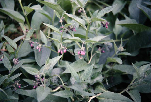 Symphytum officinale 