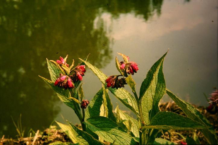 Symphytum rubrum 