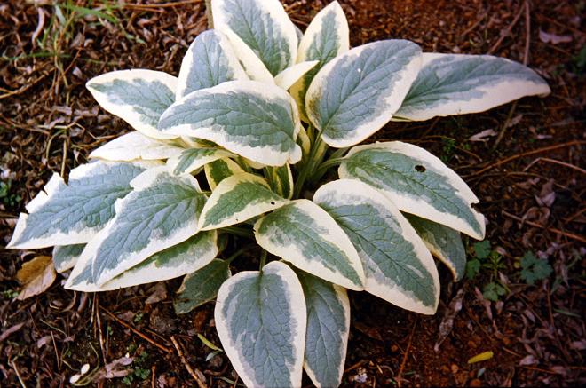 Symphytum x uplandicum 'Variegatum' 