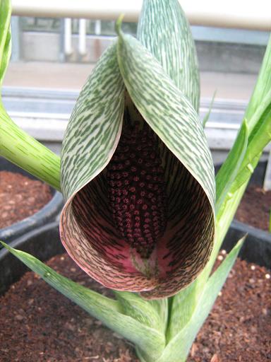 Synandrospadix vermitoxicus 