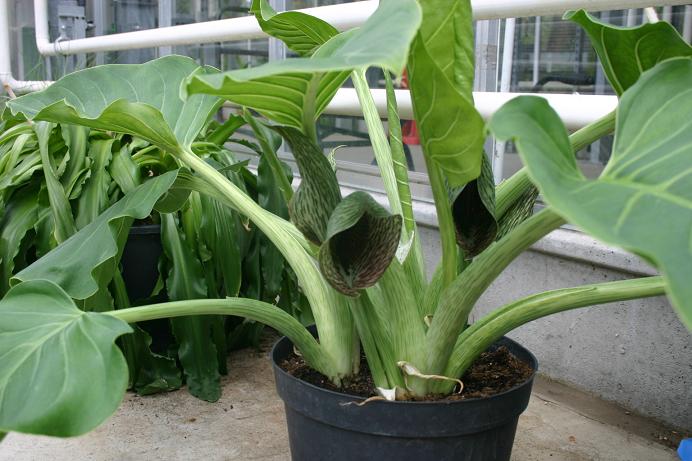 Synandrospadix vermitoxicus 