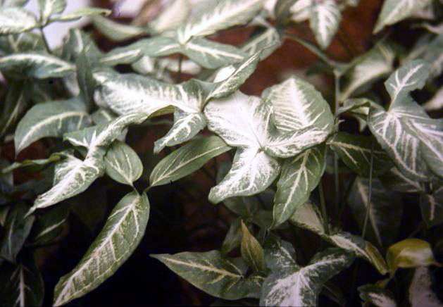 Syngonium podophyllum 'Snow White' 