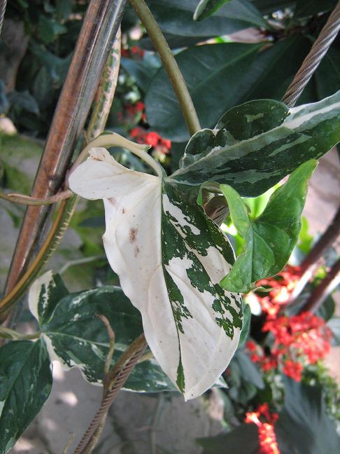 Syngonium podophyllum 'Variegatum' 