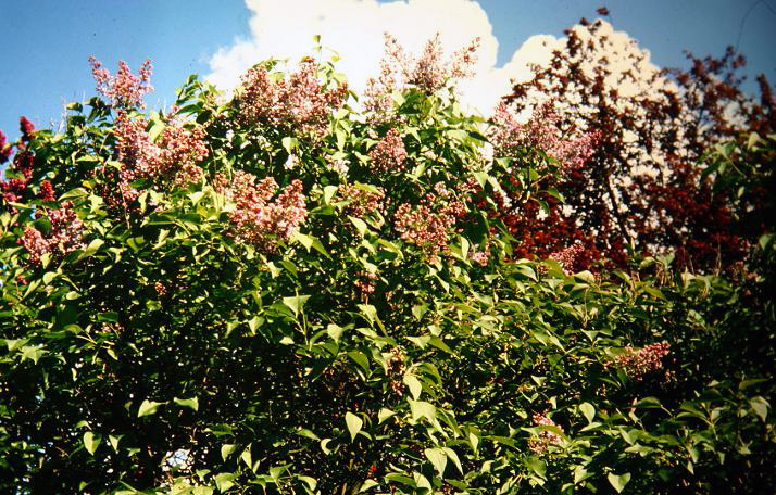 Syringa vulgaris 