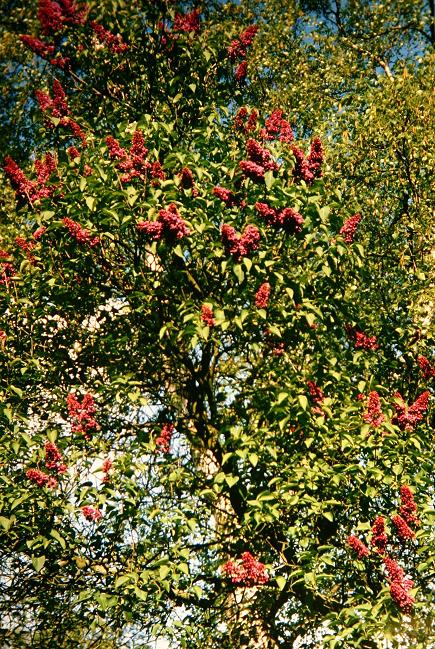 Syringa vulgaris 