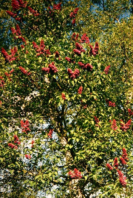 Syringa vulgaris 