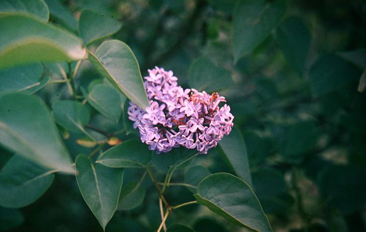 Syringa vulgaris 