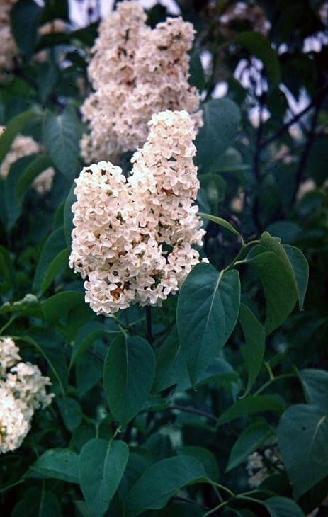 Syringa vulgaris 'Primrose' 