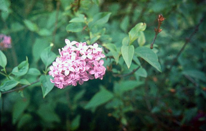 Syringa x chinensis 