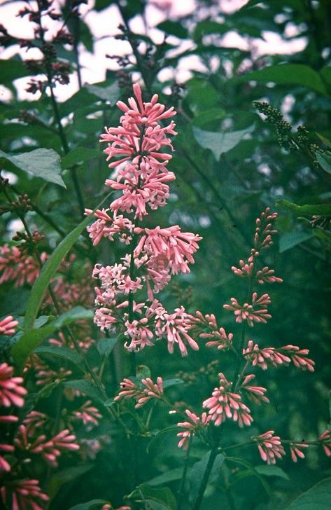 Syringa x josiflexa 'Bellicent' 