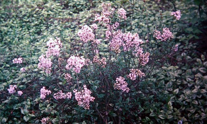 Syringa x persica 