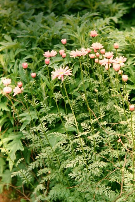 Tanacetum coccineum 