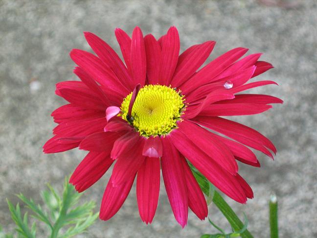 Tanacetum coccineum 