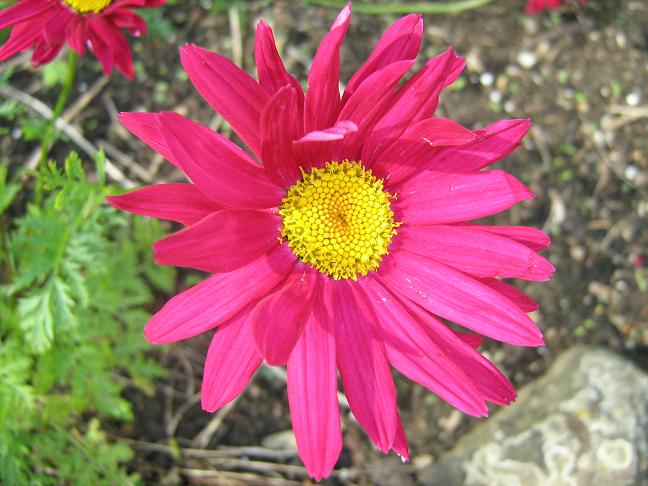 Tanacetum coccineum 