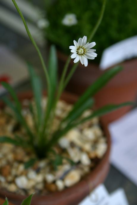 Taraxacum pamiricum 