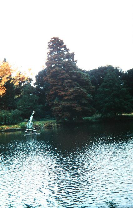 Taxodium distichum 