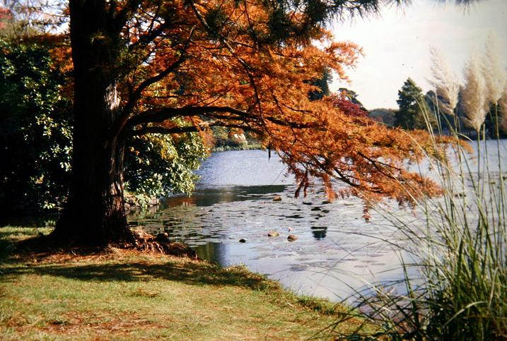 Taxodium distichum 