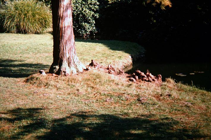 Taxodium distichum 