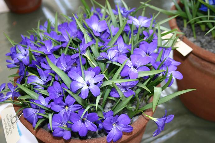 Tecophilaea cyanocrocus 'Violacea' 