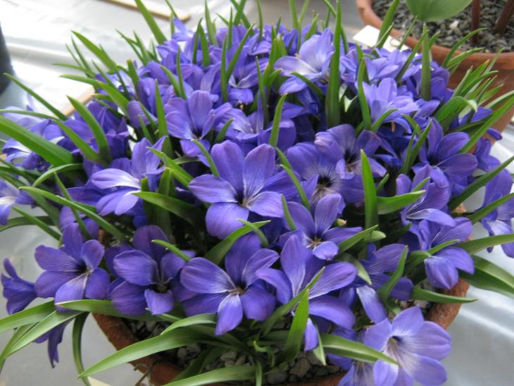 Tecophilaea cyanocrocus 'Violacea' 