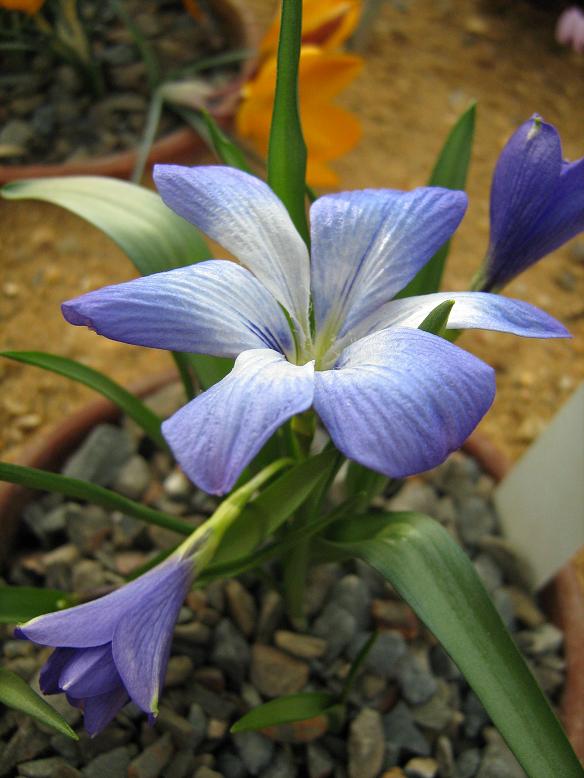 Tecophilaea cyanocrocus 'Violacea' 