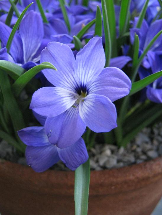 Tecophilaea cyanocrocus 'Violacea' 