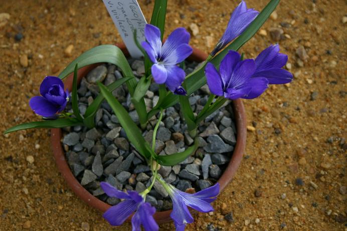 Tecophilaea cyanocrocus 'Violacea' 