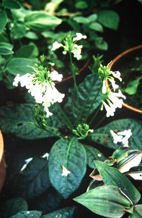 Tetranema mexicana 'Alba' 