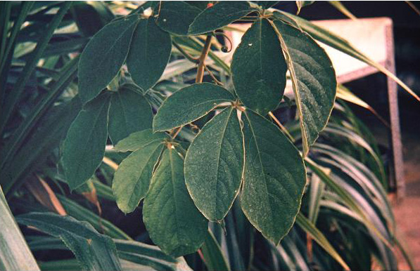 Tetrastigma obovata 