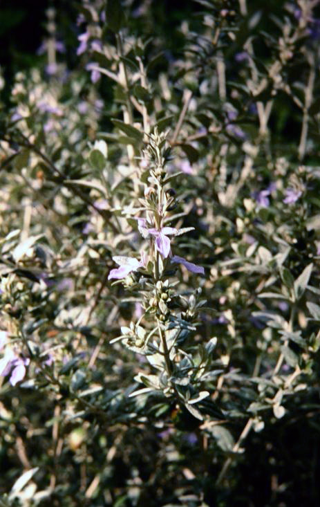 Teucrium fruticans 