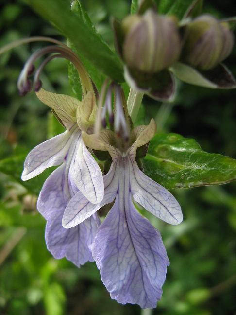 Teucrium fruticans 