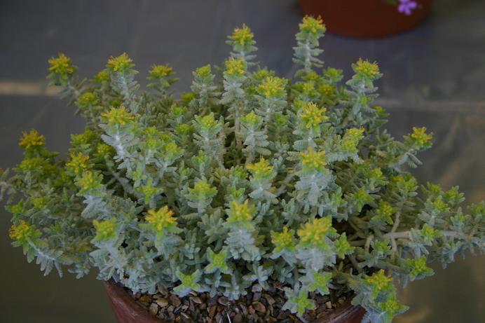 Teucrium polium 