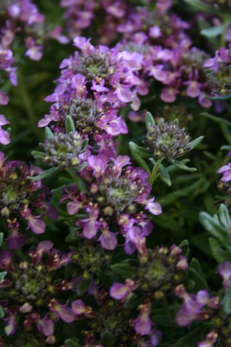 Teucrium pyrenaicum 