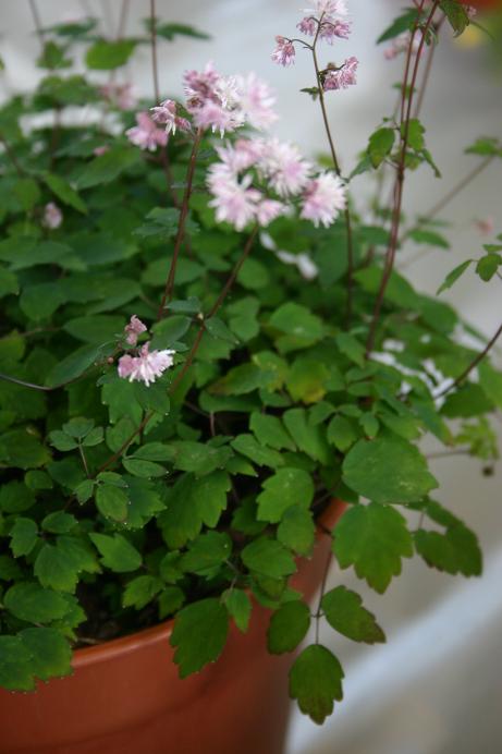 Thalictrum kiusianum 